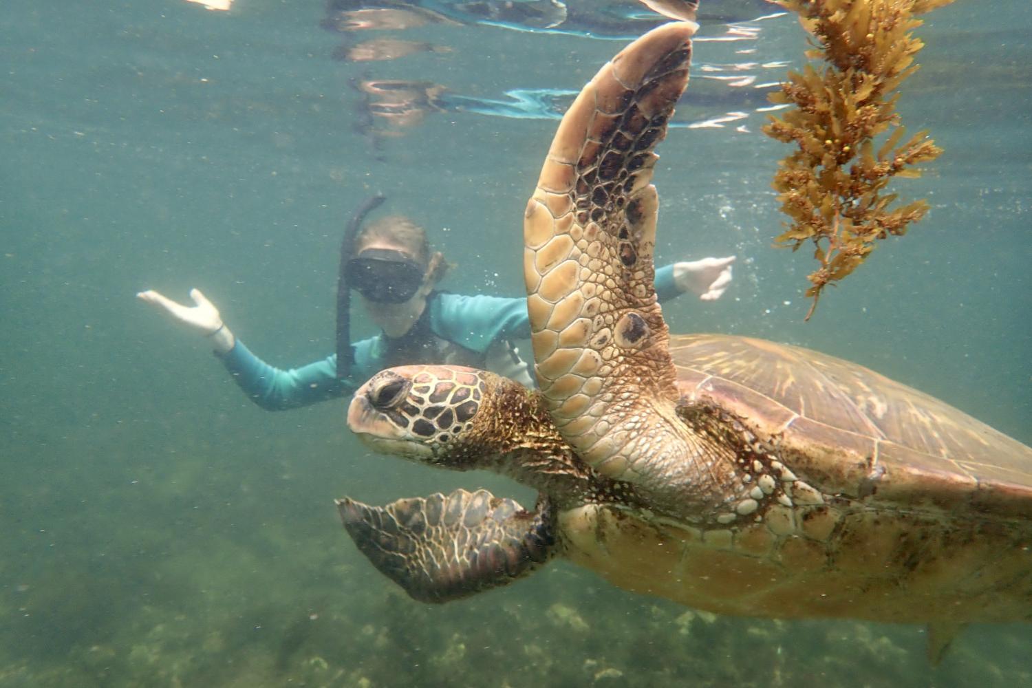 一名<a href='http://ft9e.bearinterestgroup.com'>全球十大赌钱排行app</a>学生在Galápagos群岛游学途中与一只巨龟游泳.